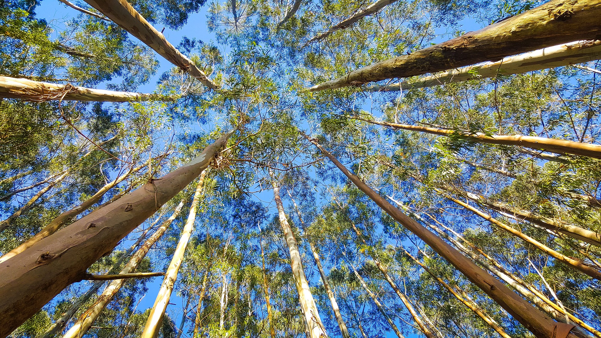 Código Florestal e as compensações econômicas por serviços ambientais Código Florestal e as compensações econômicas por serviços ambientais