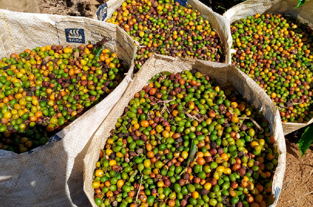Cafeicultura fluminense cresce em 2022 e é marcada pela qualidade nos grãos especiais